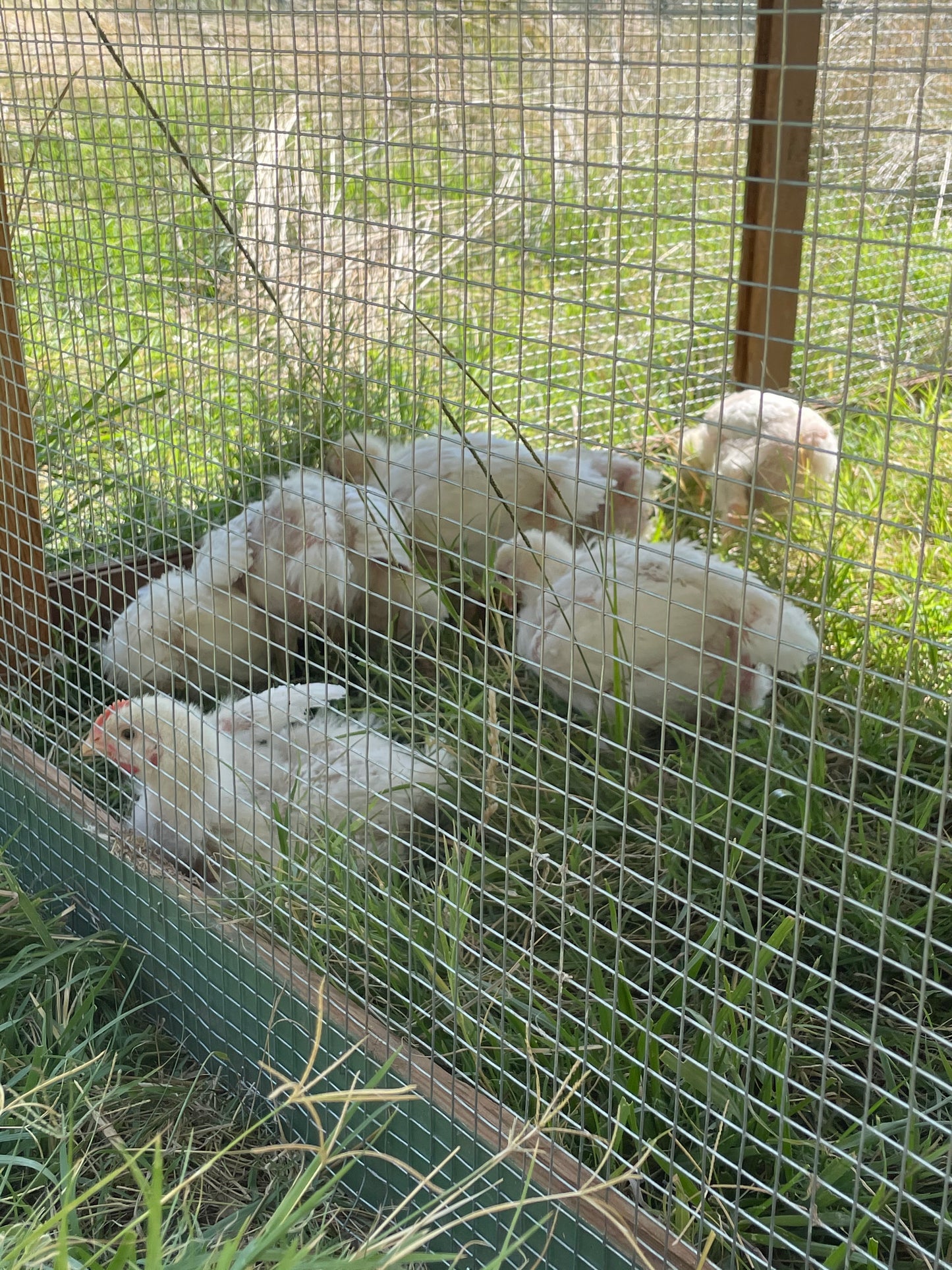 Pastured raised chicken