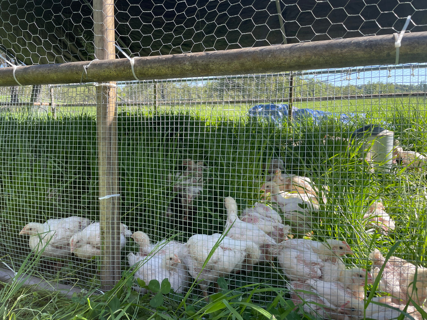 Pastured raised chicken